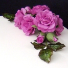 A spray of licac roses with open and closes flowers and leaves.