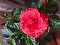 beautiful red sugar flower